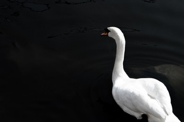 Wild white swan swim in the river