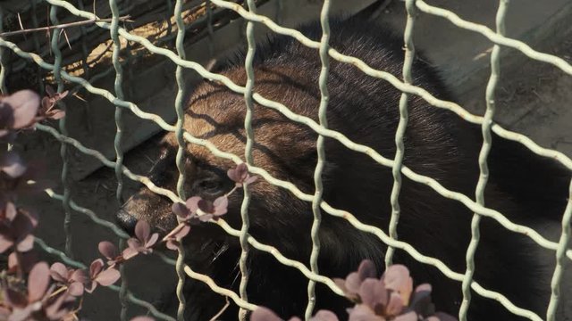 Sad wolverine behind a zoo cage. Gulo gulo glutton beast. Animal in captivity concept 4k