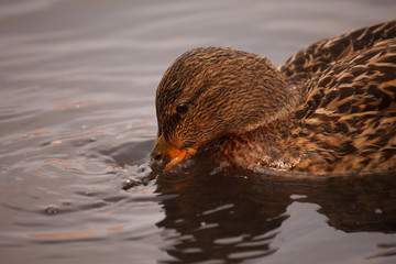 duck in the water