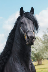 Beautiful friesian stallion