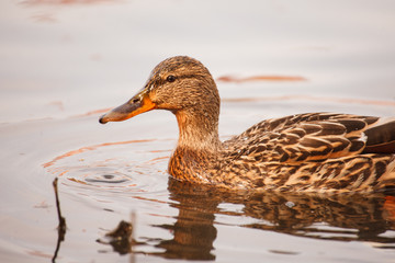duck on the lake