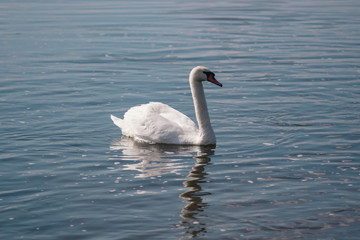 lonely white Swan, wild bird, Swan lake