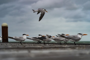 Relaxing seagulls at Holbox pier