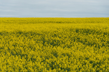 Obraz premium Bright yellow rapeseed field against the background of clouds and blue sky. Summer landscape for Wallpaper. Eco-friendly agriculture.