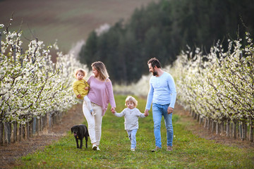 Family with two small children and dog walking outdoors in orchard in spring.
