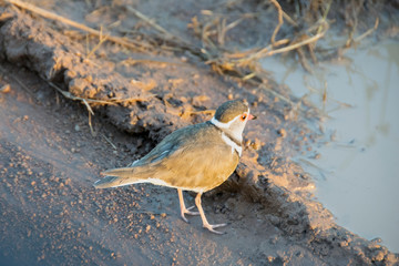 Three-banded Plover by puddle on dirt road, Pilanesberg National Park, South Africa