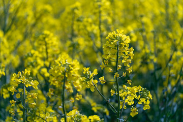 Bright yellow rapeseed field. rapeseed flowers close-up. Summer landscape for Wallpaper. Eco-friendly agriculture.
