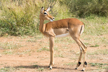 Naklejka na ściany i meble Impala against green grass background, Pilanesberg National Park, South Africa