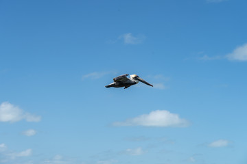 Pelican in flight at Holbox