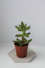 Obraz premium Succulents