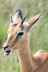 Fototapeta premium Impala against green grass background, Pilanesberg National Park, South Africa