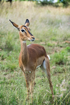Impala against green grass background, Pilanesberg National Park, South Africa