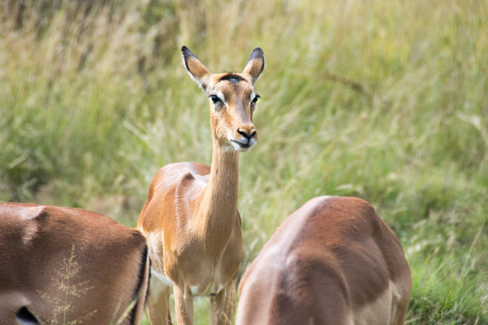 Impala against green grass background, Pilanesberg National Park, South Africa