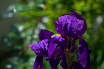 traditional flowers of Greece. organic without fertilizer and spraying
