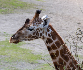 Portrait of a giraffe