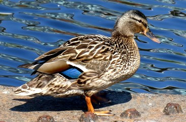 Duck on the Water