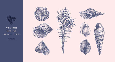 Set of hand-drawn realistic seashells. Shells of mollusks of various forms: coils, spirals, cone, scallops. Oceans nature in vintage style. Vector illustration of engraved lines. - obrazy, fototapety, plakaty