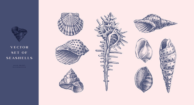 Set of hand-drawn realistic seashells. Shells of mollusks of various forms: coils, spirals, cone, scallops. Oceans nature in vintage style. Vector illustration of engraved lines.