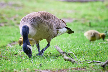 Naklejka na ściany i meble Canada Goose with goslings ( Branta Canadensis ), Teverener Heide Natural Park, Germany 