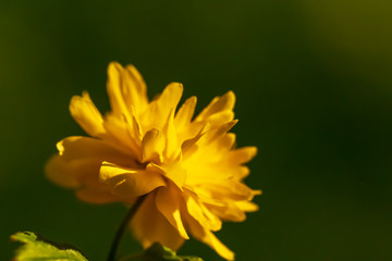 Schlitzblättriger Sonnenhut Goldball - Rudbeckia laciniata Goldball