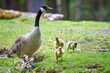 Canada Goose with goslings ( Branta Canadensis ), Teverener Heide Natural Park, Germany	