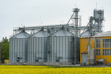 Fototapeta na wymiar silver silos on agro manufacturing plant for processing drying cleaning and storage of agricultural products. Large iron barrels of grain. modern plant against the background of a large rape field