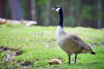 Canada Goose with goslings ( Branta Canadensis ), Teverener Heide Natural Park, Germany	