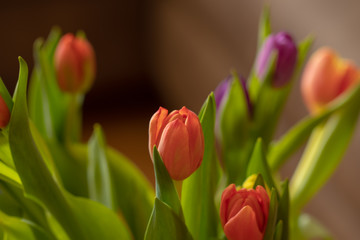 Tulpen, Blumenstrauß