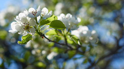 Wonderful pear blossoms, apple trees on the blue sky background