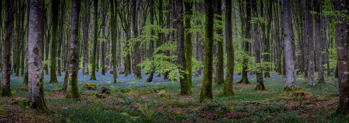 Bluebells in the dark woods