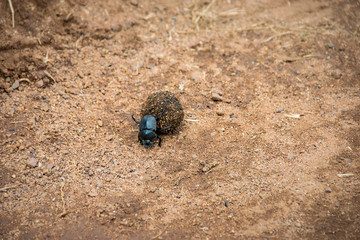 Dung beetle rolling ball of dung, Pilanesberg National Park, South Africa
