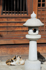 Two cats in the sun at a temple