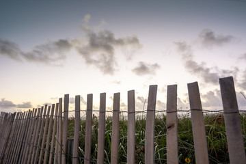 Beach Fence Sunset with Yellow Flower