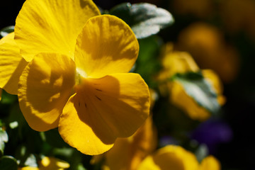Yellow pansies direct their flowers behind the rays of the sun