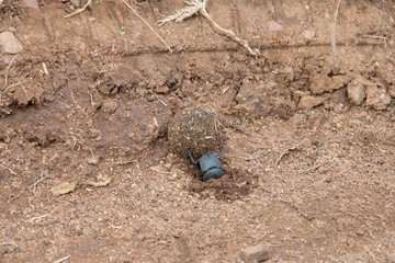 Dung beetle rolling ball of dung, Pilanesberg National Park, South Africa
