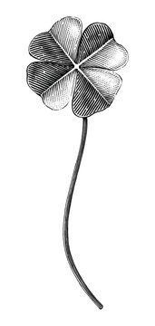 Clover leaf hand drawing vintage engraving illustration black and white clip art isolated on white background