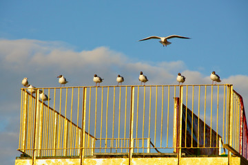 Morskie ptaki nad Bałtykiem