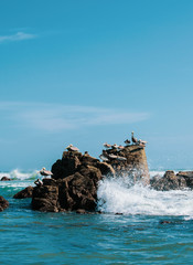 Seagulls at Los Panamaes Beach in Puerto Escondido.