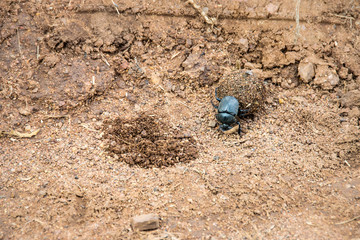 Dung beetle rolling ball of dung, Pilanesberg National Park, South Africa