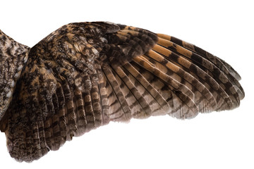 spread owl's wing on a white background, texture of feathers of a bird of prey - 343592108