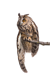 An eared owl sits on a branch on a white background, a bird of prey with a wounded wing
