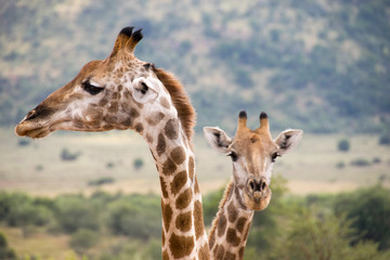 Side profile of giraffe and one in background, Pilanesberg National Park, South Africa