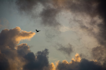 Bird Flying Through Dark Sunset