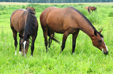 Naklejka na ściany i meble Horse herds in the meadow