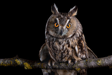 Eared owl sitting on a branch on a black background, portrait of a bird of prey on a black background