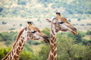 Side profile of two giraffes, Pilanesberg National Park, South Africa