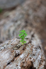 green sprout on a bark