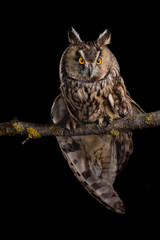 Eared owl sitting on a branch on a black background, portrait of a bird of prey on a black background - 343592349