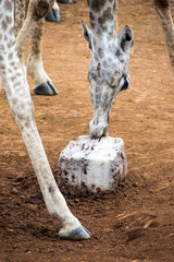 Giraffe licking salt lick, Pilanesberg National Park, South Africa