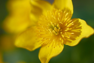 Flowers of marigold in a natural setting of wet meadows